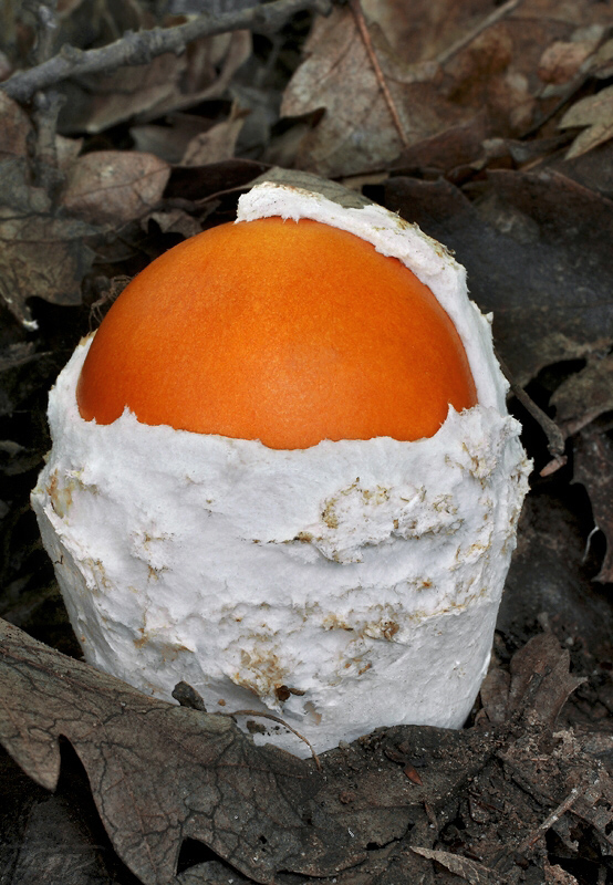 muchotrávka cisárska Amanita caesarea (Scop.) Pers.