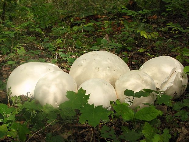 vatovec obrovský Calvatia gigantea (Batsch) Lloyd