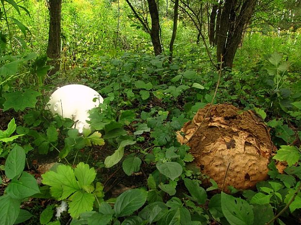 vatovec obrovský Calvatia gigantea (Batsch) Lloyd