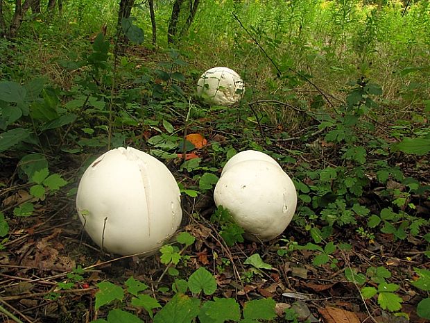 vatovec obrovský Calvatia gigantea (Batsch) Lloyd