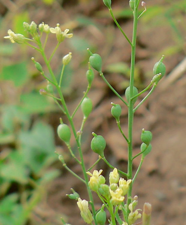 ľaničník maloplodý - lnička drobnoplodá Camelina microcarpa Andrz. ex DC.