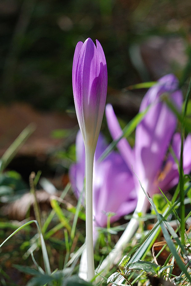 jesienka obyčajná   Colchicum autumnale L.