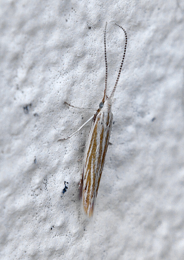 . Coleophoridae