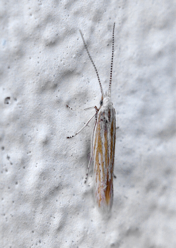 . Coleophoridae