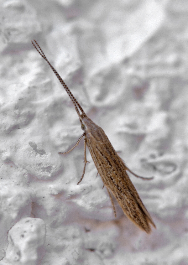 . Coleophoridae