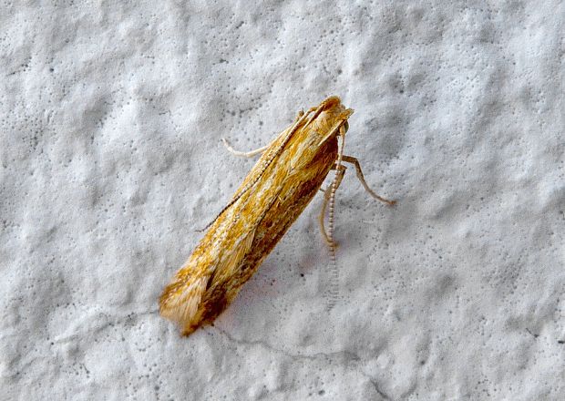 . Gelechiidae