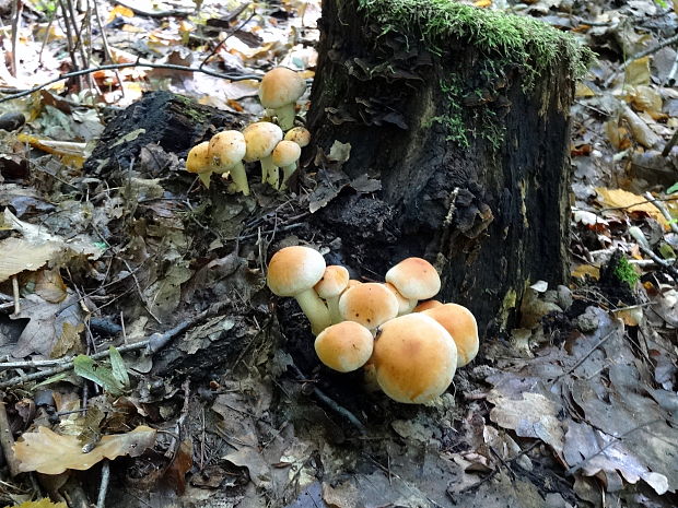 strapcovka tehlovočervená Hypholoma lateritium (Schaeff.) P. Kumm.