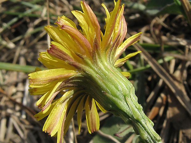 púpavec jesenný Leontodon autumnalis L.