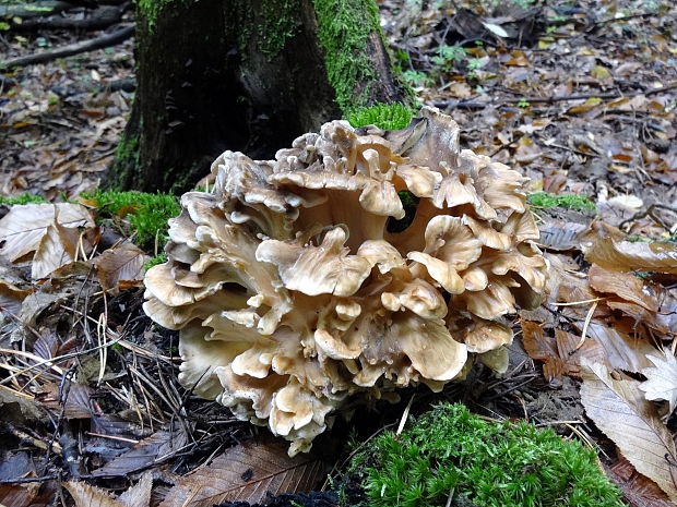 vejárovec obrovský Meripilus giganteus (Pers.) P. Karst.