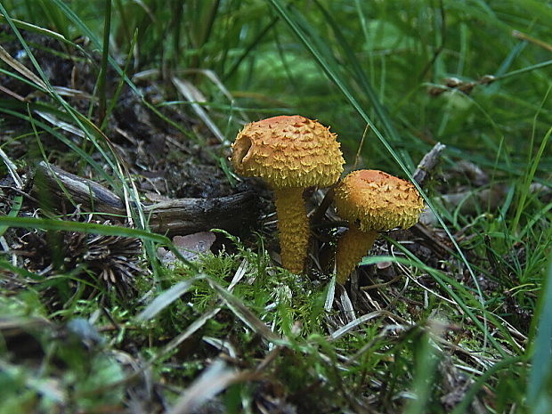 šupinovka ohnivá Pholiota flammans (Batsch) P. Kumm.