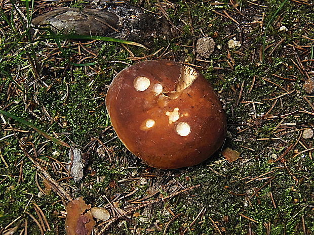 plávka lasičia Russula mustelina Fr.