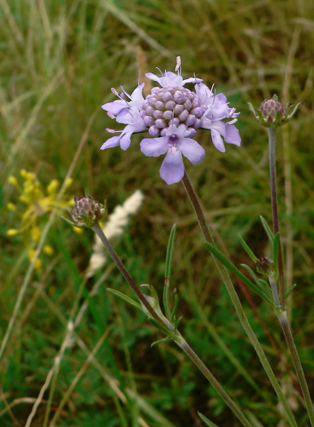 hlaváč sivastý Scabiosa canescens Waldst. et Kit.