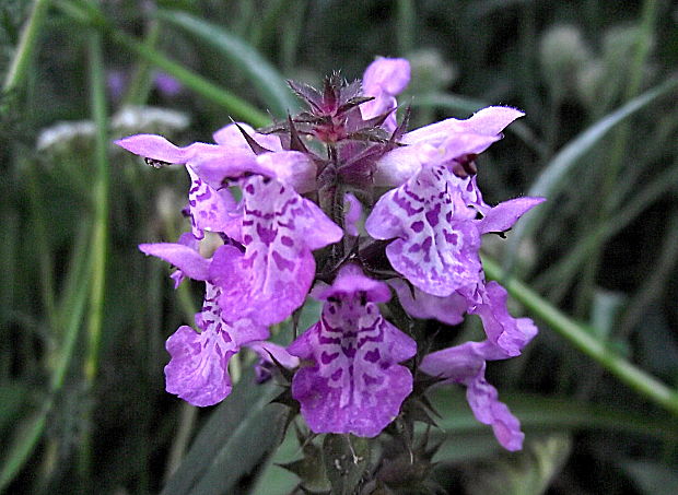 čistec močiarny Stachys palustris L.