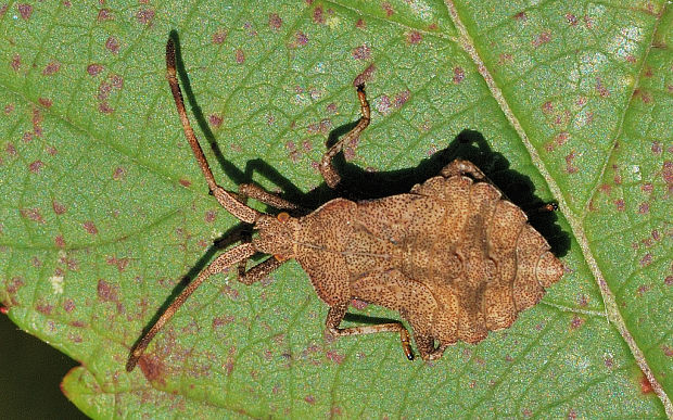 obrúbnica lúčna   Syromastes rhombeus nymfa 1.instar (Coreidae)