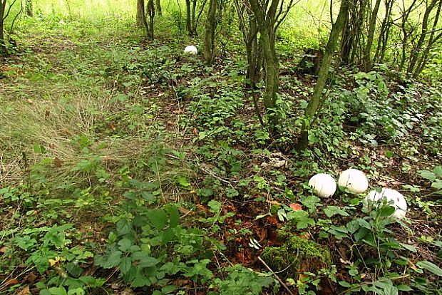 Biotop vatovce obrovského