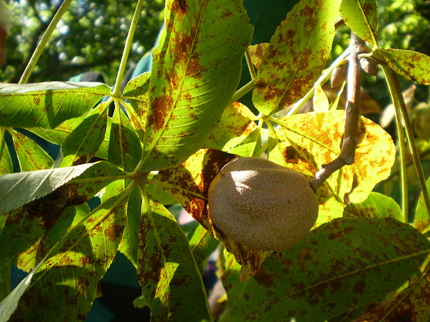 pagaštan pleťový Aesculus x carnea  Hayne