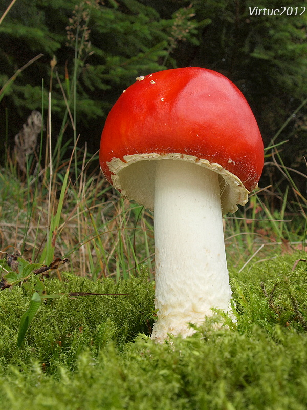 muchotrávka červená Amanita muscaria (L.) Lam.