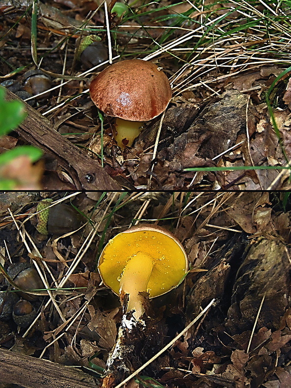 zlatohríb úhľadný Aureoboletus gentilis (Quél.) Pouzar