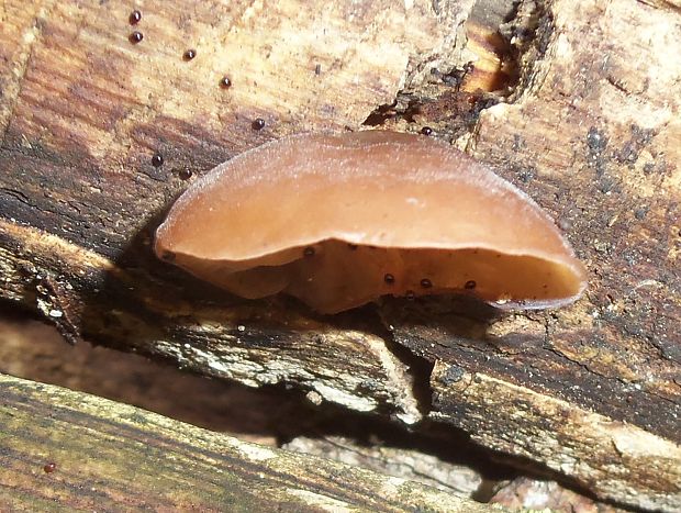 uchovec bazový Auricularia auricula-judae (Bull.) Quél.