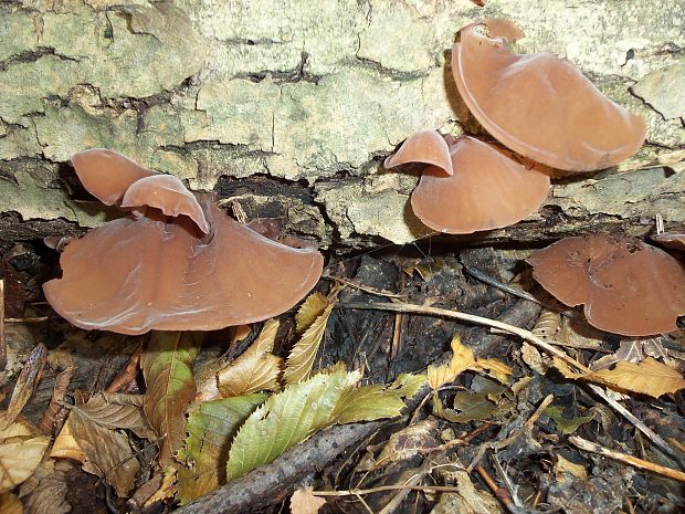 uchovec bazový Auricularia auricula-judae (Bull.) Quél.