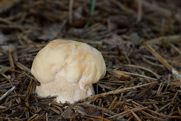 hríb smrekový Boletus edulis Bull.