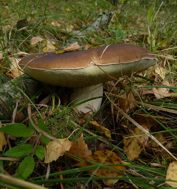 hríb smrekový Boletus edulis Bull.