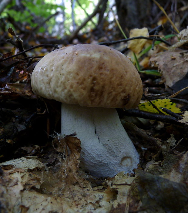 hríb smrekový Boletus edulis Bull.