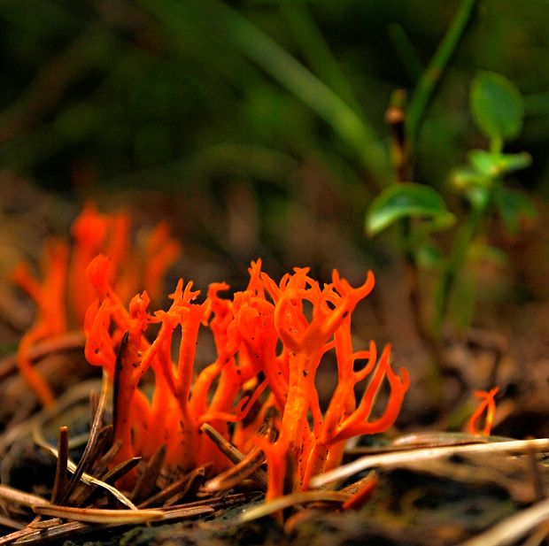 parôžkovec lepkavý Calocera viscosa (Pers.) Fr.