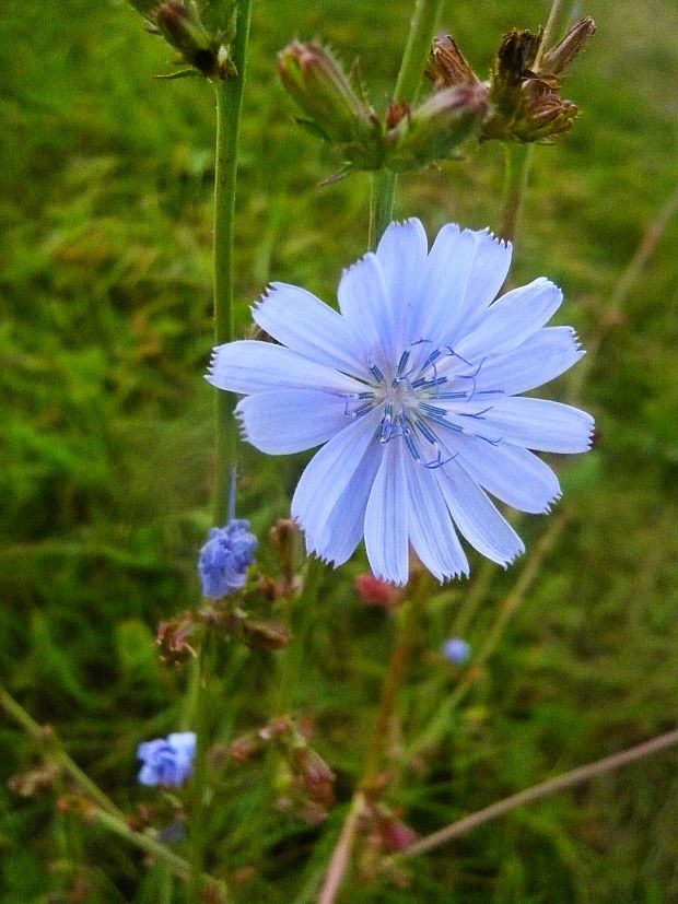 čakanka obyčajná Cichorium intybus L.