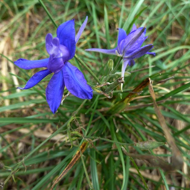 ostrôžka poľná Consolida regalis Gray