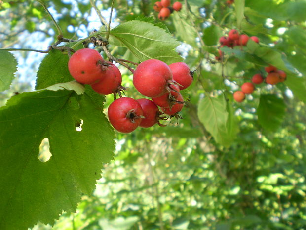 hloh Crataegus crus-galli L.