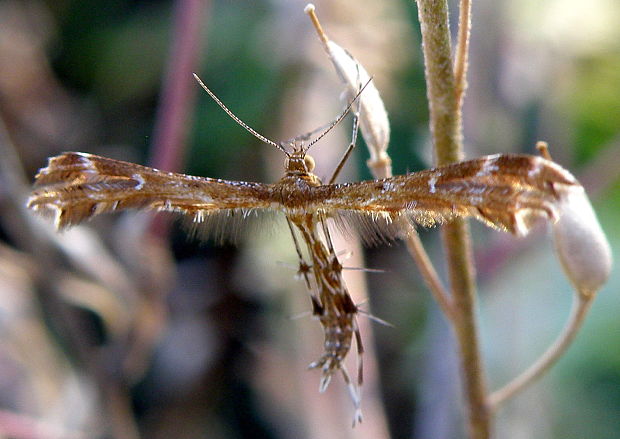 pierkavec smutný  Crombrugghia tristis