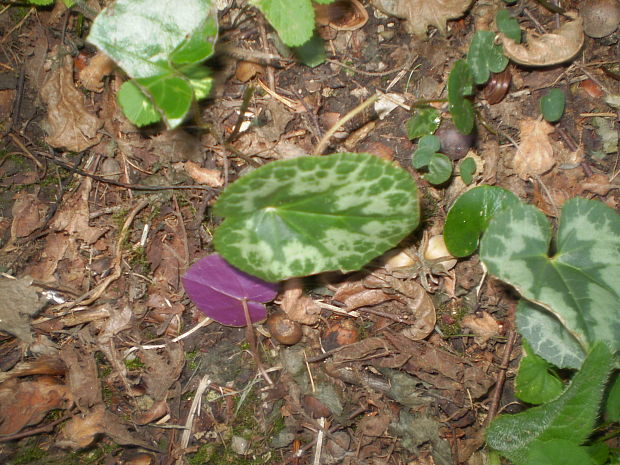 cyklámen purpurový Cyclamen purpurascens Mill.