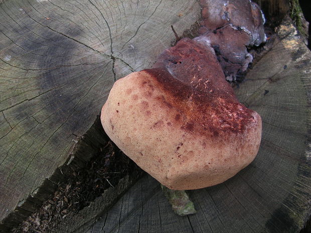 pečeňovec dubový Fistulina hepatica (Schaeff.) With.