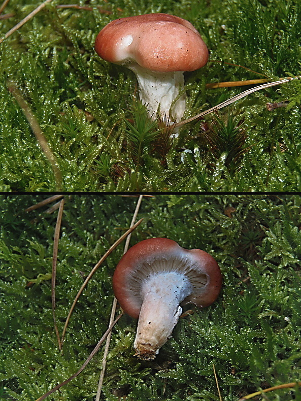 sliziak ružový Gomphidius roseus (Fr.) Oudem.