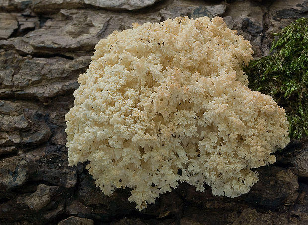 koralovec bukový Hericium coralloides (Scop.) Pers.