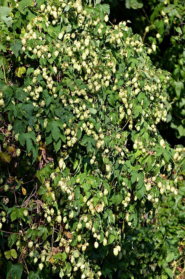 chmeľ obyčajný Humulus lupulus L.