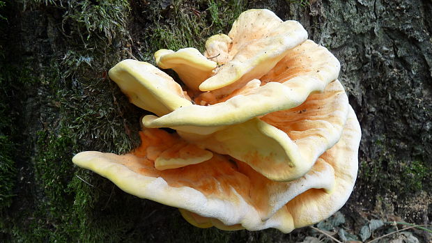 sírovec obyčajný Laetiporus sulphureus (Bull.) Murrill