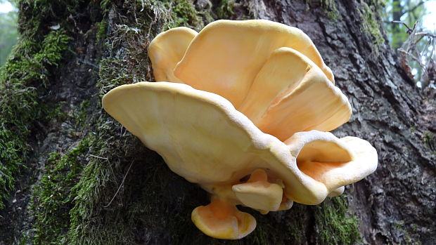 sírovec obyčajný Laetiporus sulphureus (Bull.) Murrill