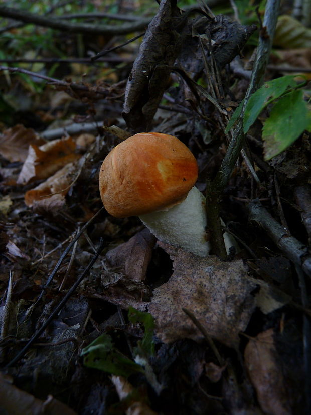 kozák osikový Leccinum albostipitatum den Bakker & Noordel.