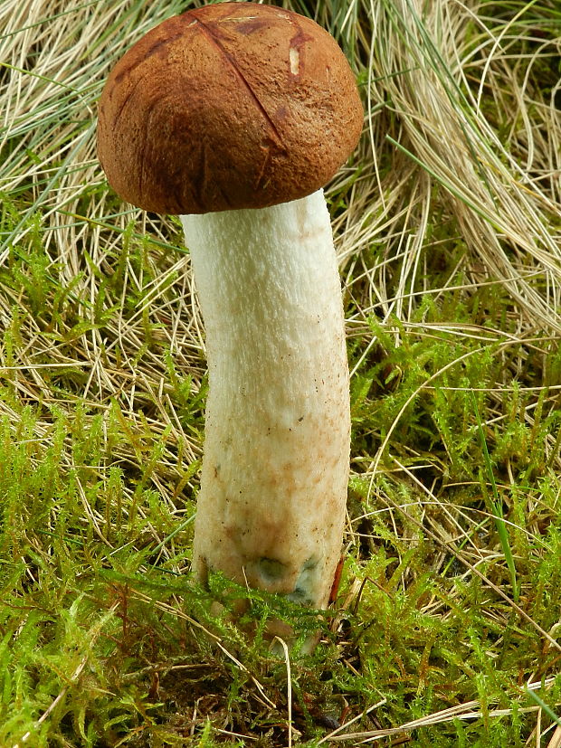 kozák osikový Leccinum albostipitatum den Bakker & Noordel.