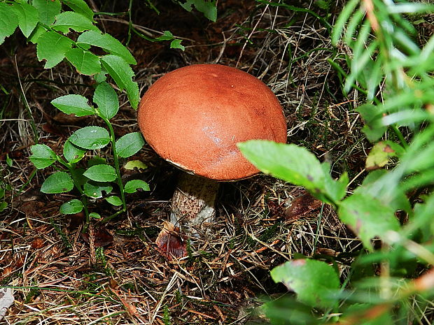 kozák smrekový Leccinum piceinum Pilát & Dermek