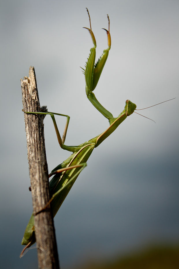 modlivka zelená Mantis religiosa