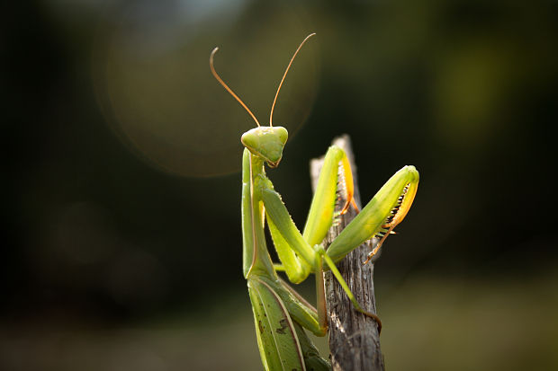 modlivka zelená Mantis religiosa