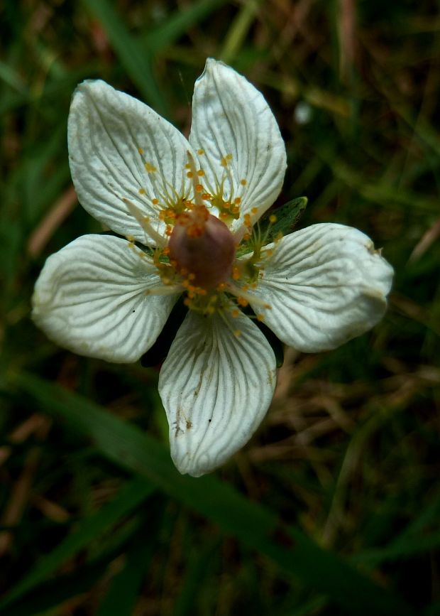 bielokvet močiarny Parnassia palustris L.