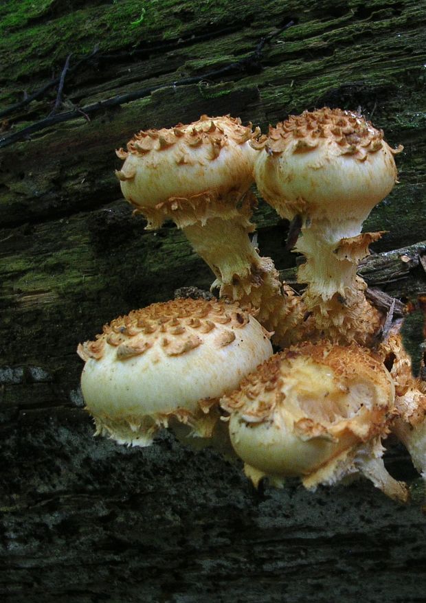 šupinovka bledookrajová Pholiota squarrosoides (Peck) Sacc.