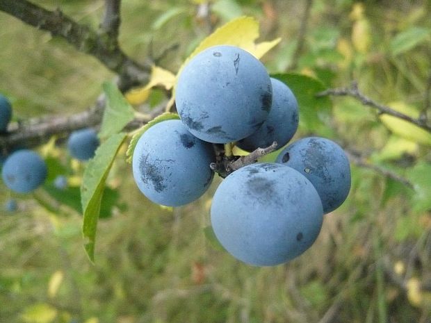 trnka obyčajná Prunus spinosa L.