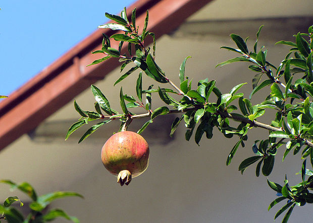 granátové jablko Punica granatum