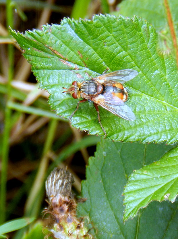 bystruša červenonohá  Tachina fera