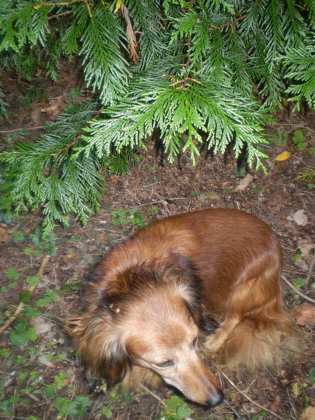 Thuja riasnatá Thuja plicata